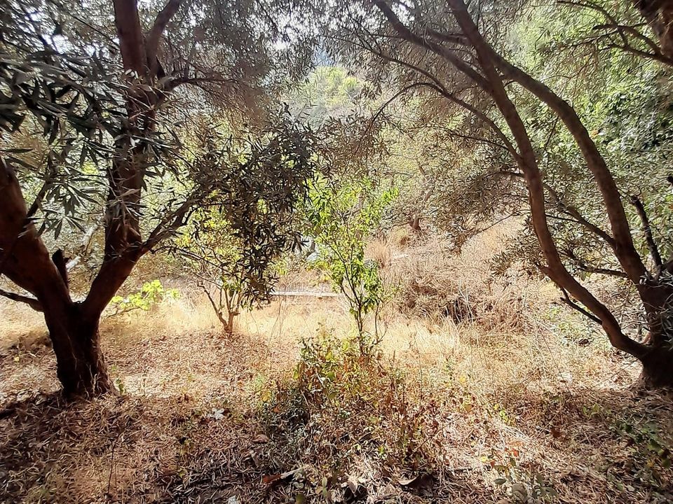 Finca a Motril, Granada - foto 4