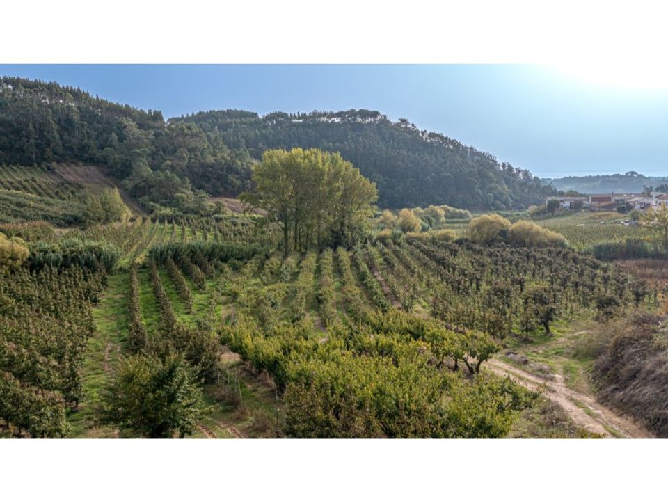 Helårsgrund i Alcobaca, Leiria - foto 2