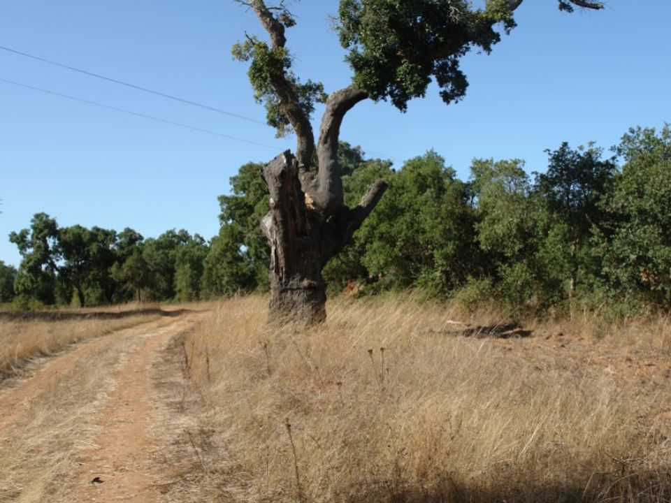 Farm i Sao Domingos e Vale de Agua, Setubal - foto 3
