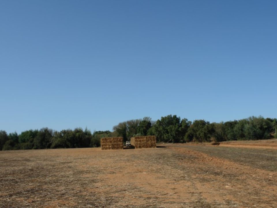 Farm i Sao Domingos e Vale de Agua, Setubal - foto 5