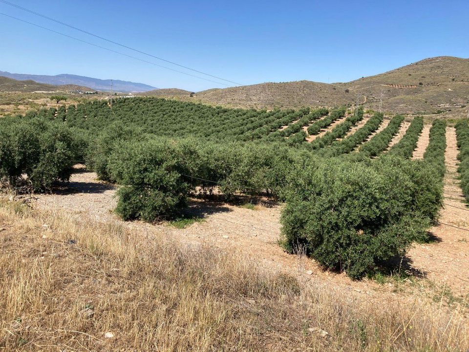 Tomt i Sorbas, Almeria - bilde 1