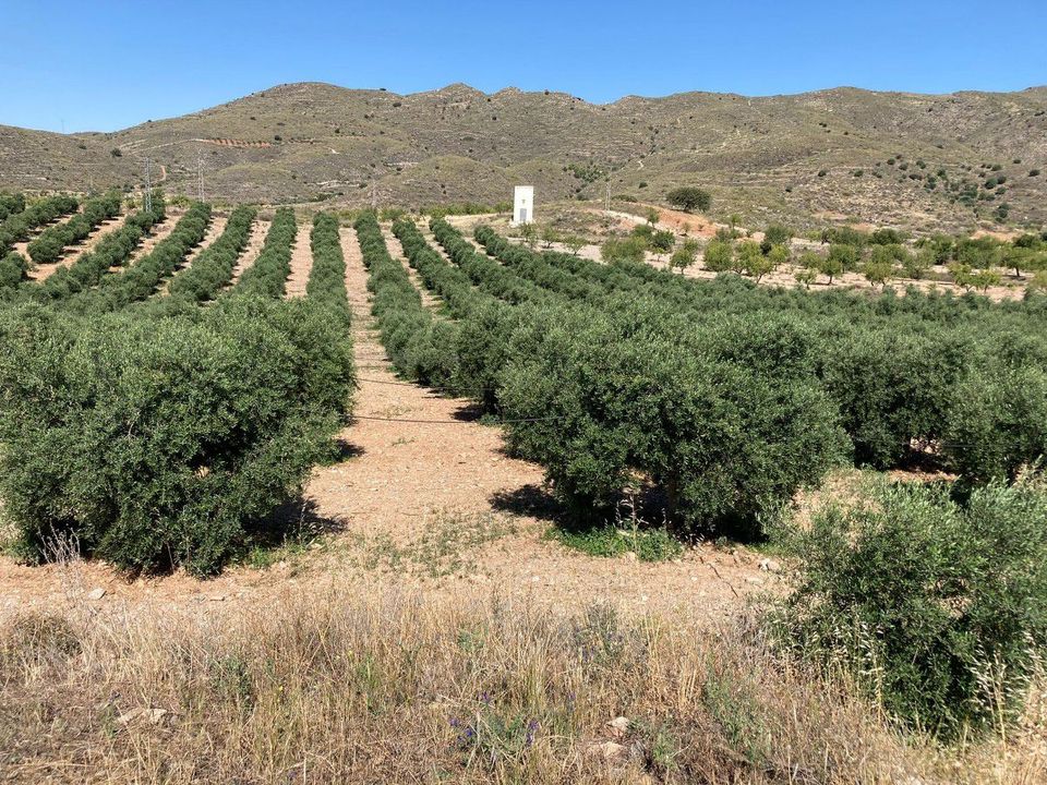 Tomt i Sorbas, Almeria - bilde 5