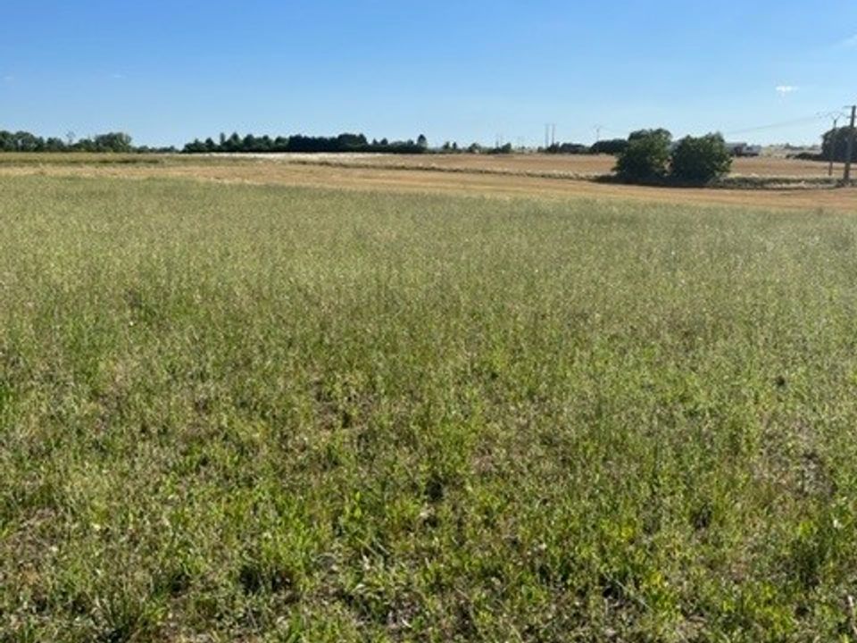 Tomt i Baule, Loiret - bilde 1
