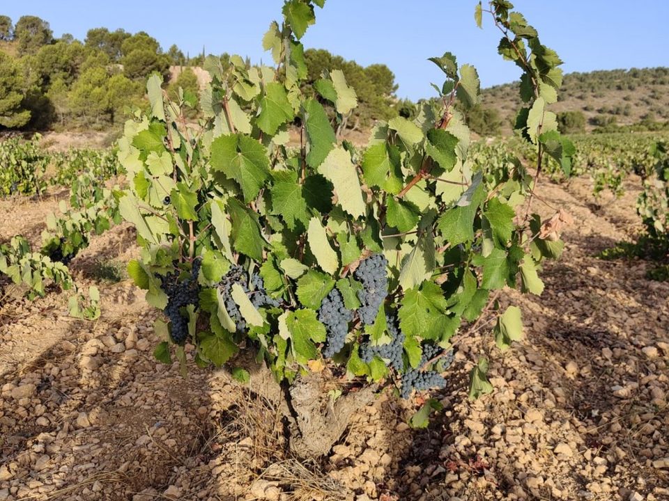Tomt i Alguena, Alicante - bilde 2