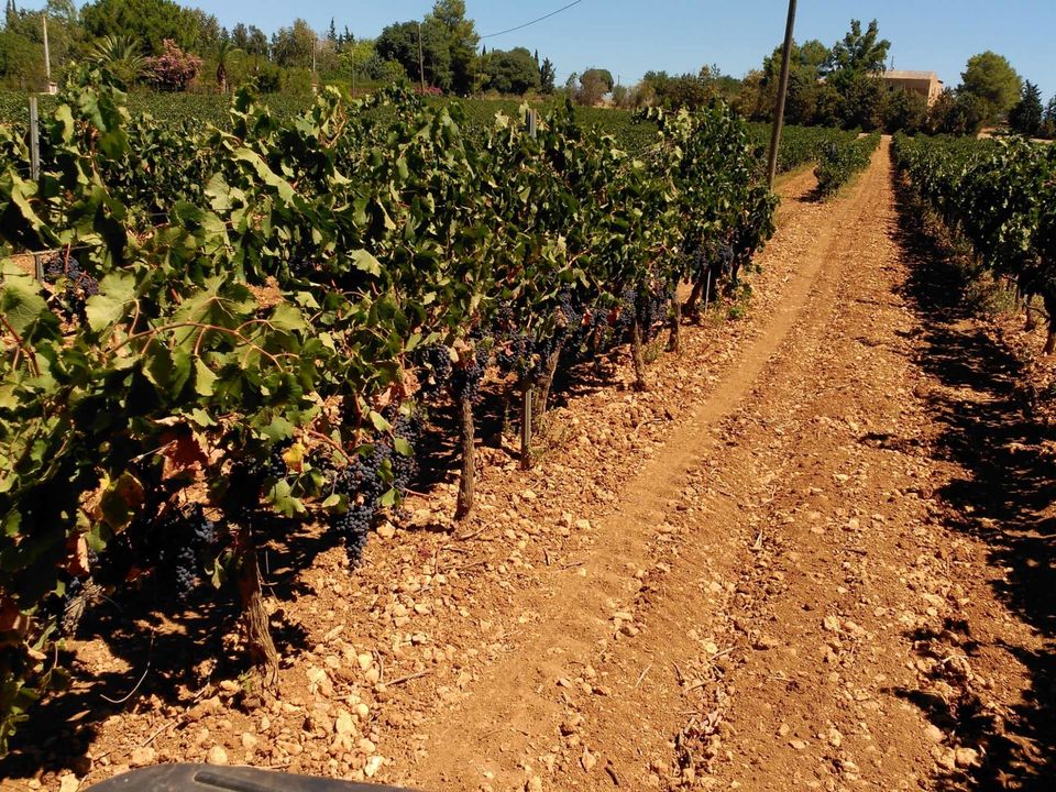 Landejendom i Sencelles, Mallorca - foto 4