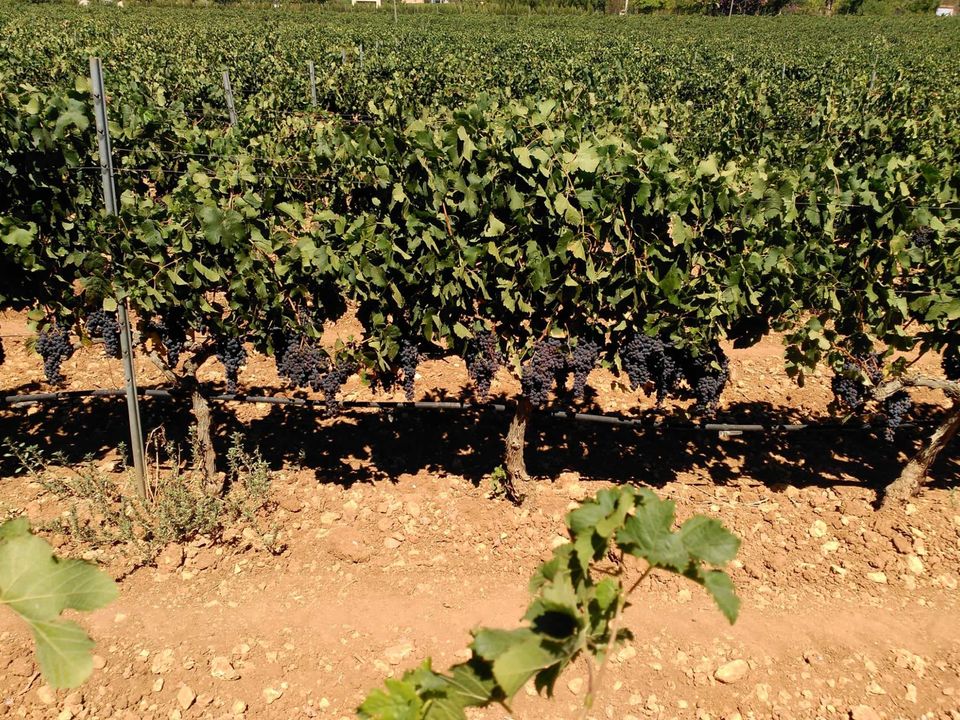 Landejendom i Sencelles, Mallorca - foto 5