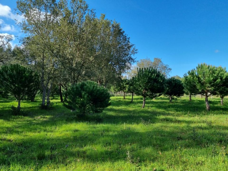 Helårsgrund i Caldas da Rainha, Leiria - foto 5