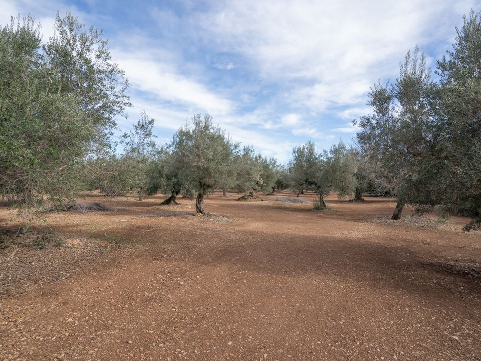 Finca a Roquetes, Tarragona - foto 4