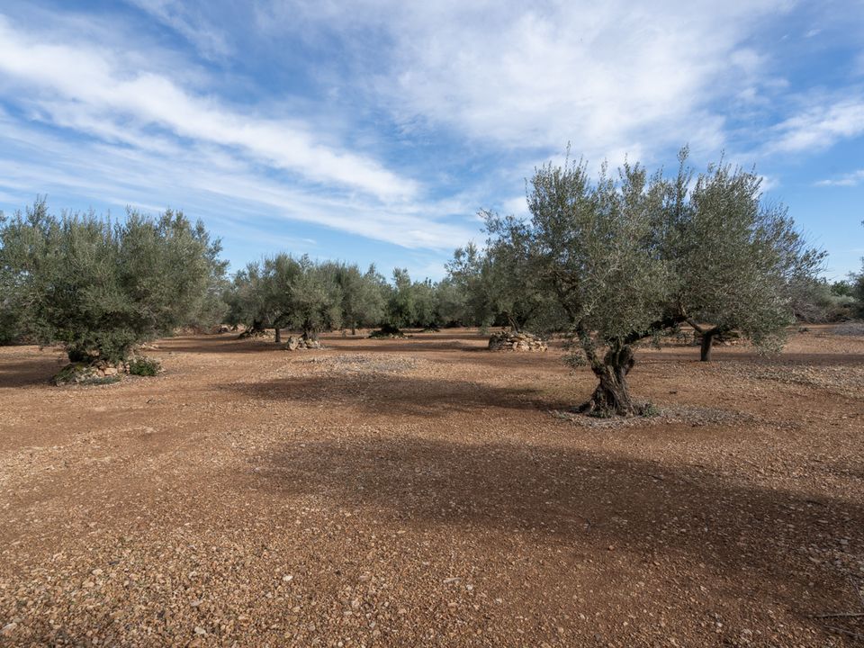 Finca a Roquetes, Tarragona - foto 5
