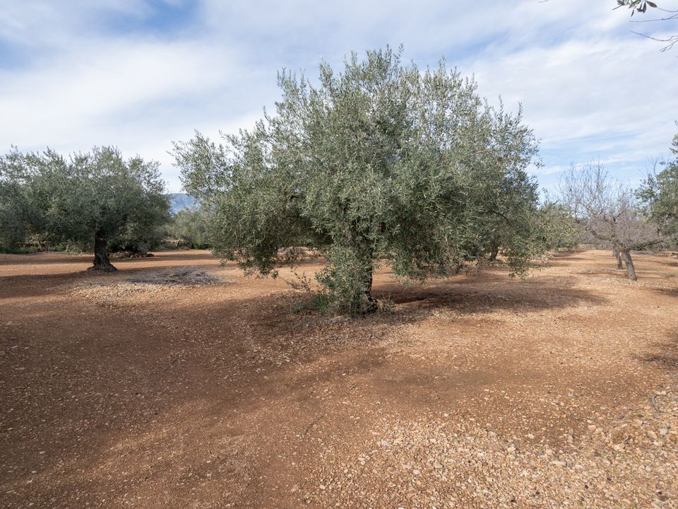 Finca a Roquetes, Tarragona - foto 2