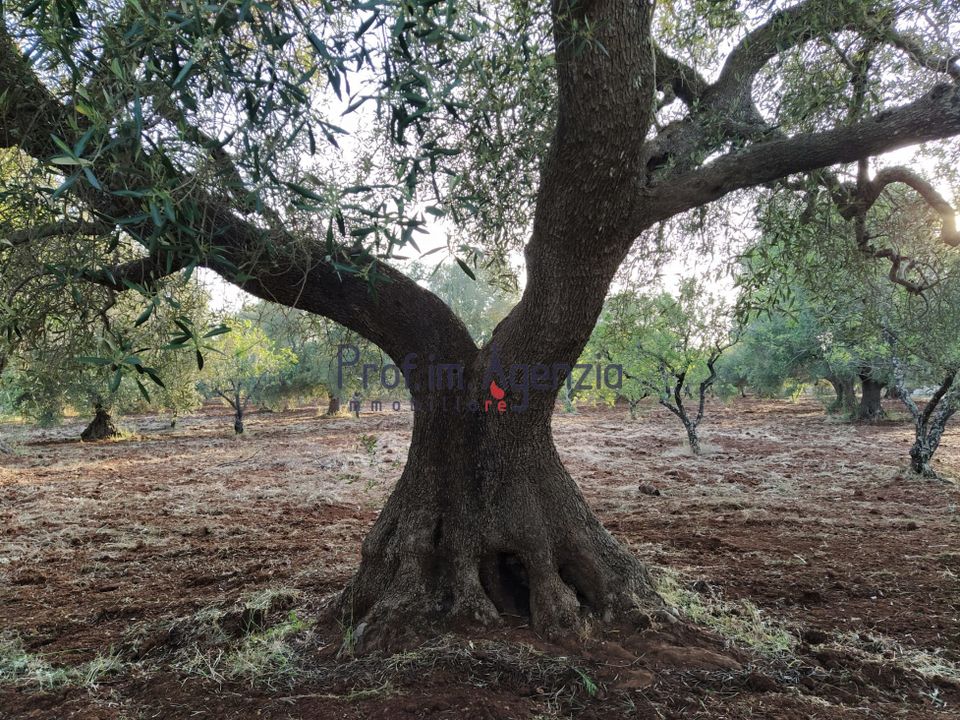Helårsgrund i Ostuni, Brindisi - foto 4