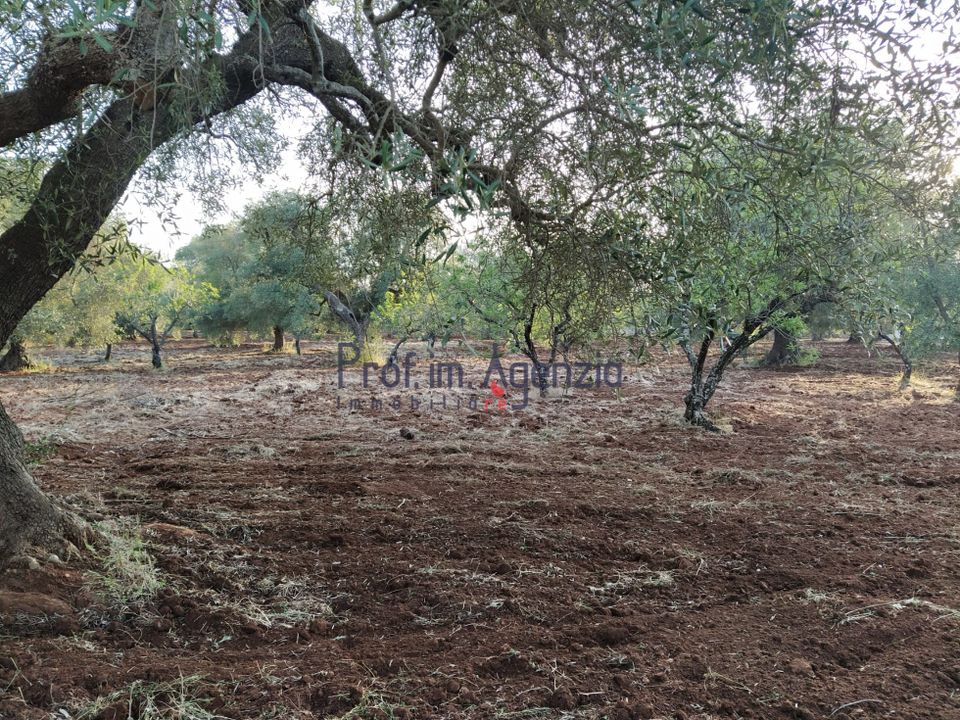 Helårsgrund i Ostuni, Brindisi - foto 5