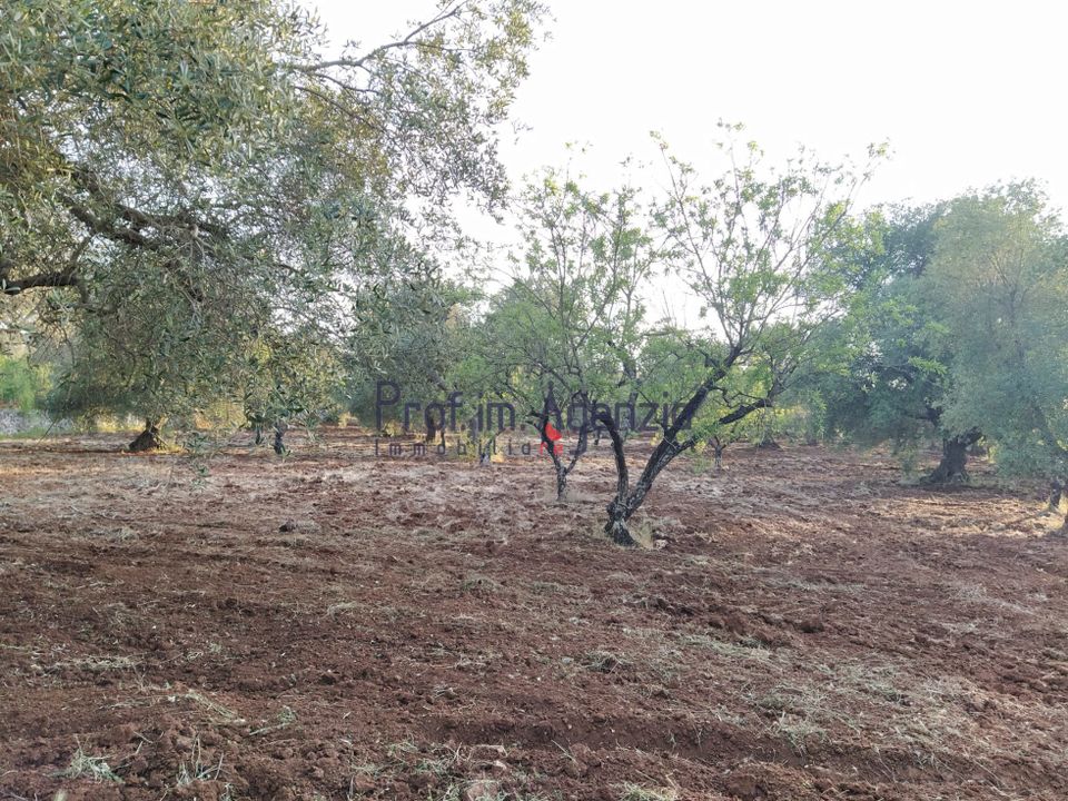 Helårsgrund i Ostuni, Brindisi - foto 3