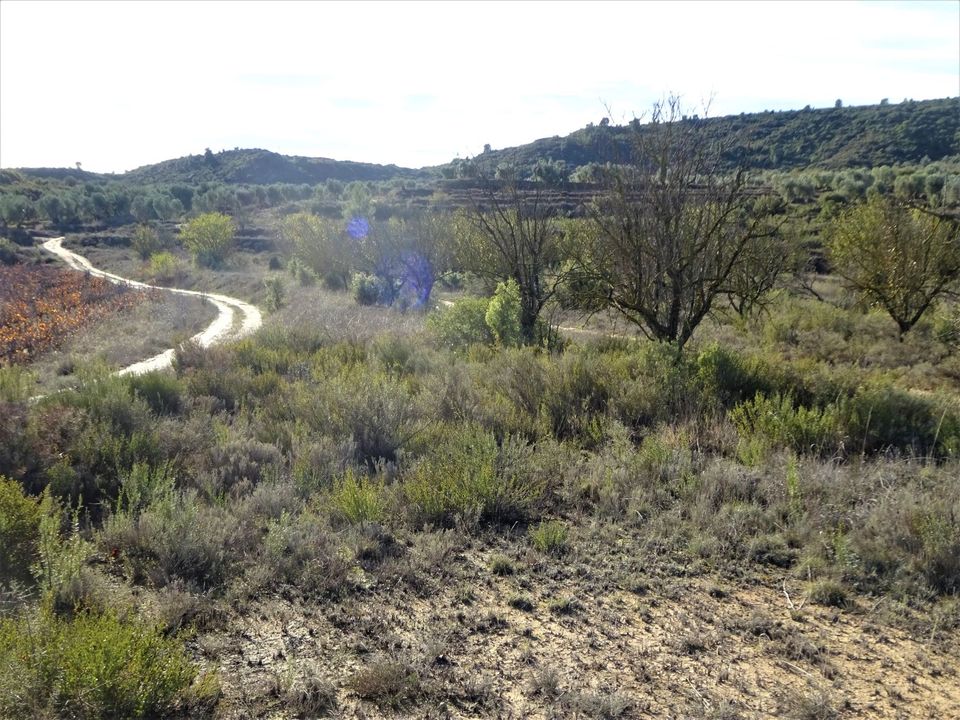 Finca i Maella, Zaragoza - foto 1