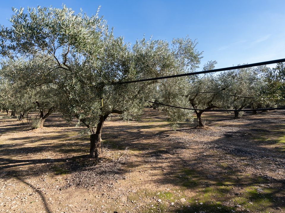 Finca i Santa Barbara, Tarragona - foto 5