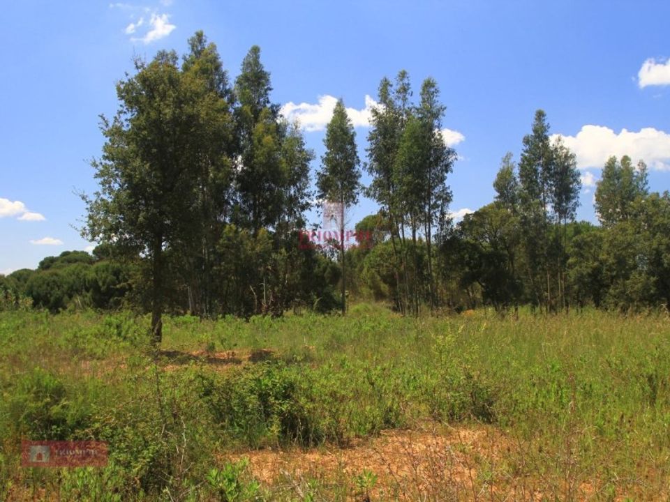 Helårsgrund i Tomar, Santarem - foto 4