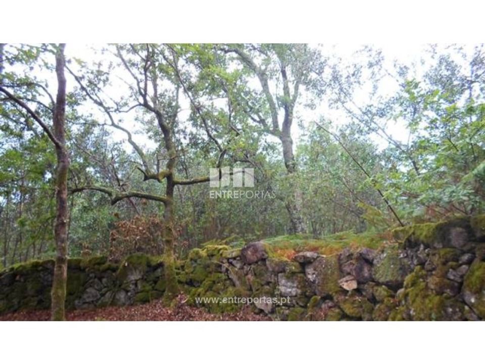 Tomt i Areosa, Viana do Castelo - bilde 5