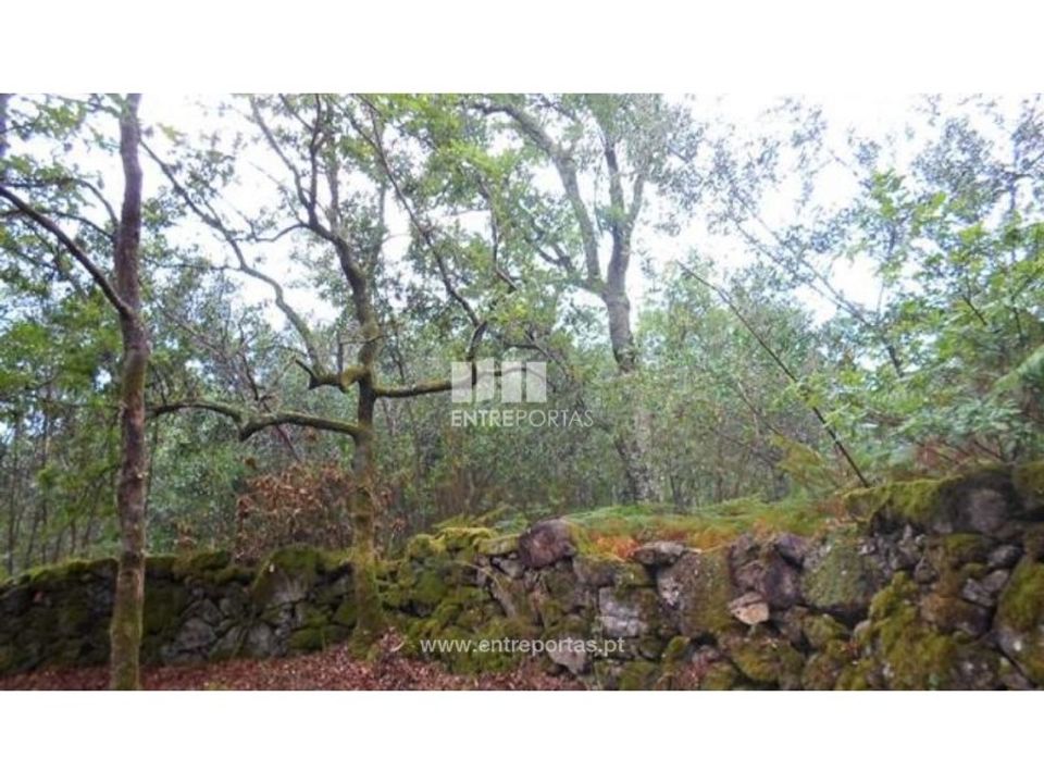 Tomt i Areosa, Viana do Castelo - bilde 2