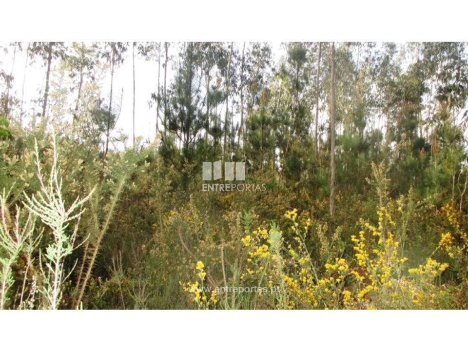 Działka: Abrantes, Santarem – zdjęcie 5