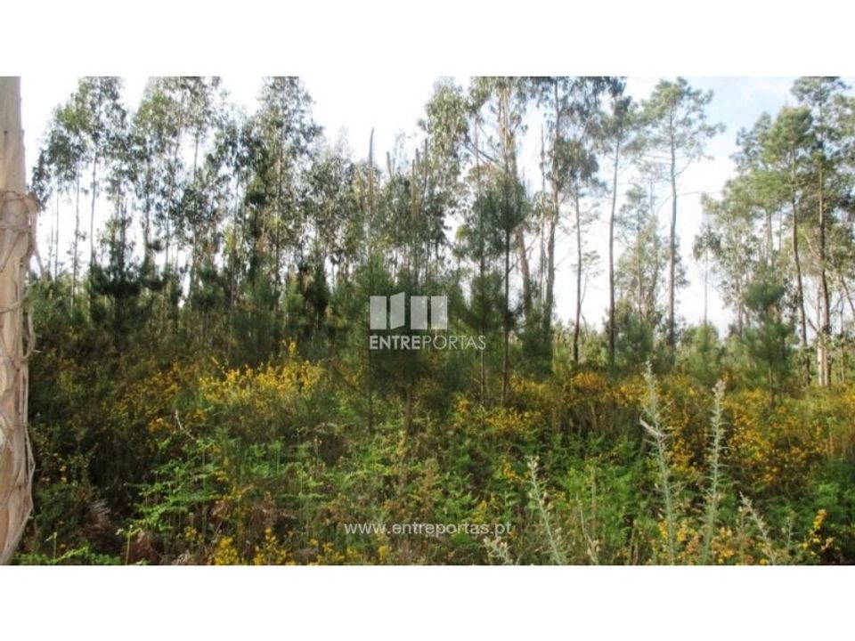 Działka: Abrantes, Santarem – zdjęcie 2