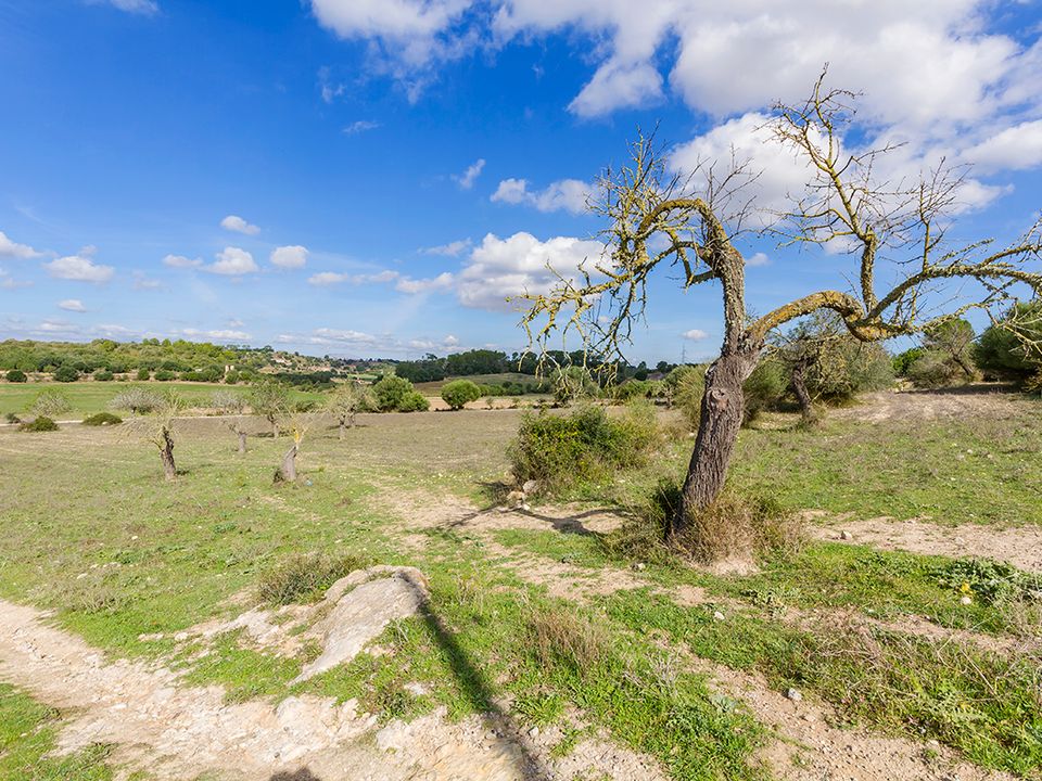 Helårsgrund i Sineu, Mallorca - foto 4
