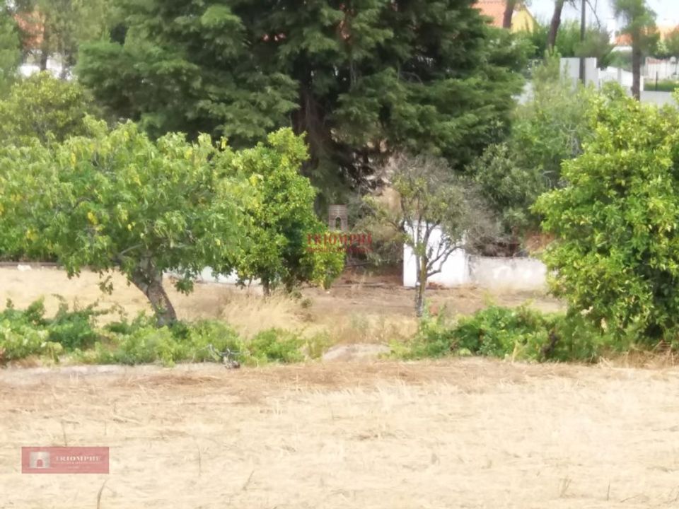 Farm i Coruche, Santarem - foto 4