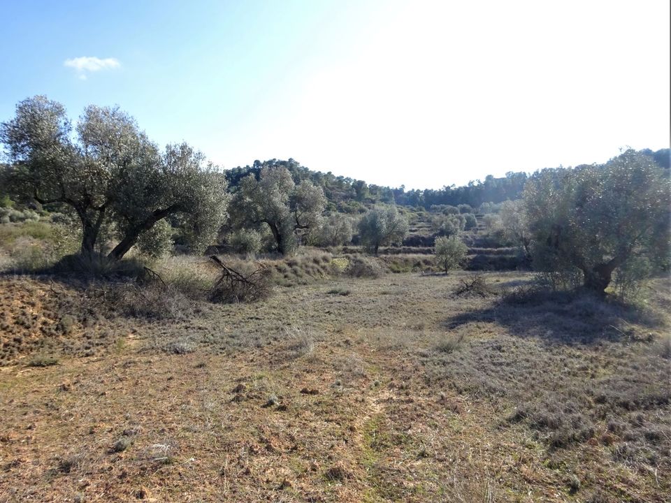 Finca i Maella, Zaragoza - bilde 5