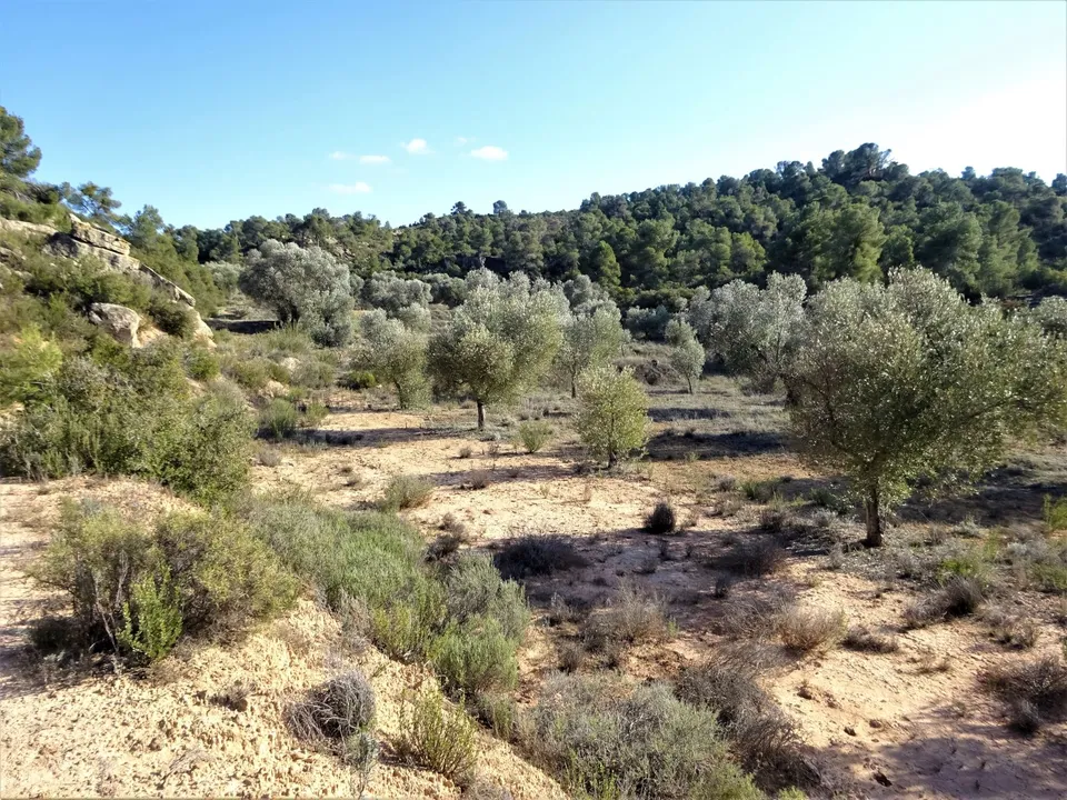 Finca i Maella, Zaragoza - bilde 1