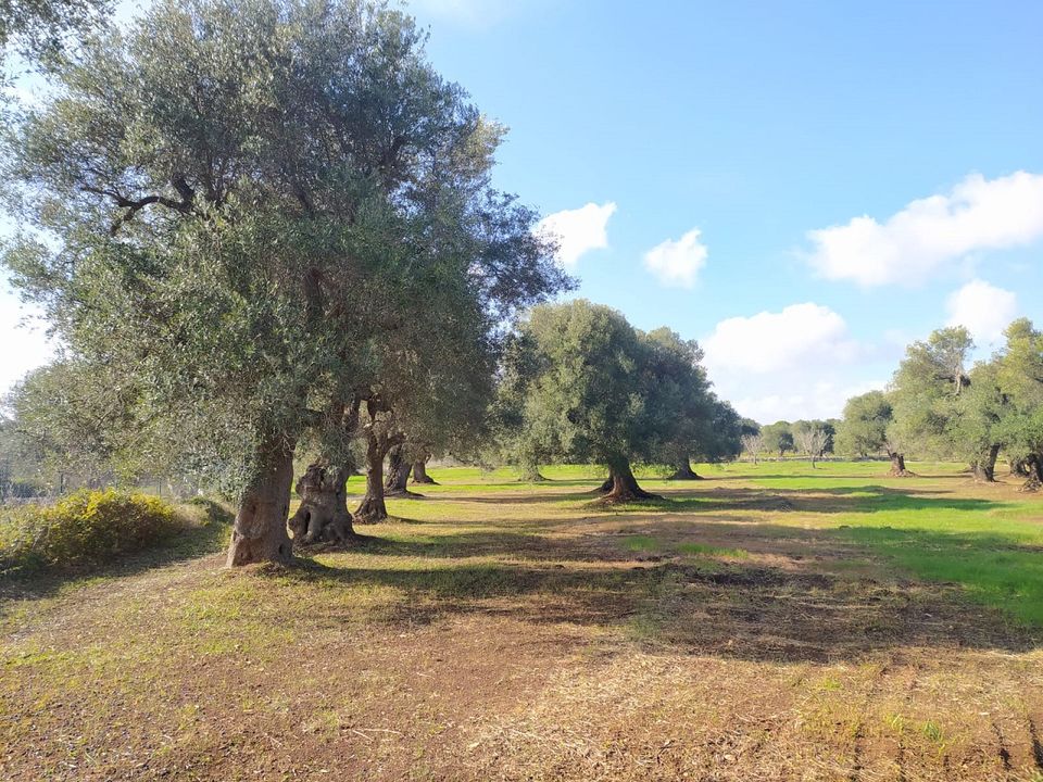 Helårsgrund i San Vito dei Normanni, Brindisi - foto 3