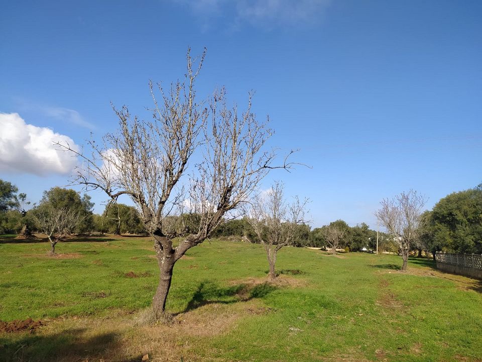 Helårsgrund i San Vito dei Normanni, Brindisi - foto 4