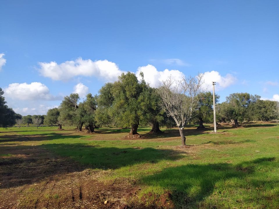 Helårsgrund i San Vito dei Normanni, Brindisi - foto 5