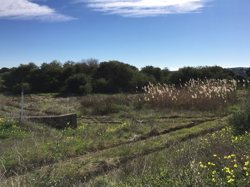 Helårsgrund i Sotogrande, Cadiz - foto 3