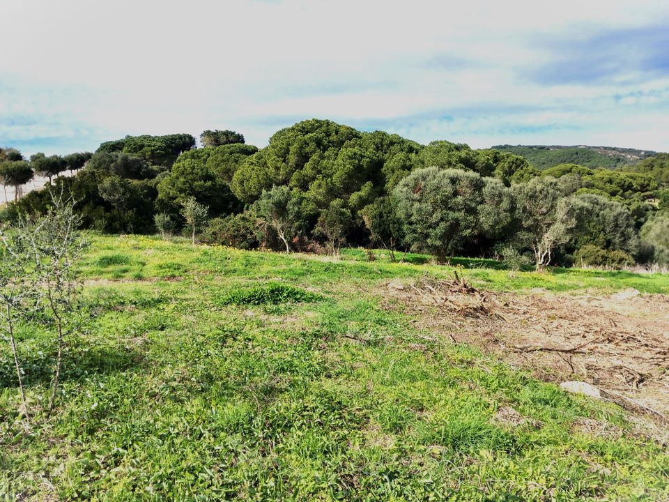 Helårsgrund i Sotogrande, Cadiz - foto 4