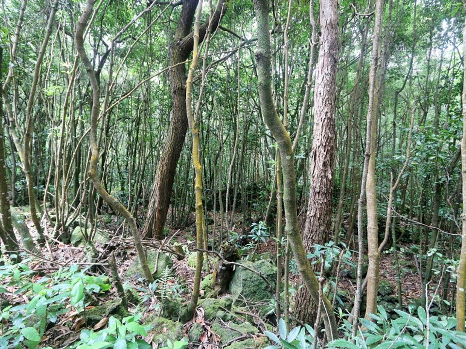Działka: Lagoa, Sao Miguel – zdjęcie 4