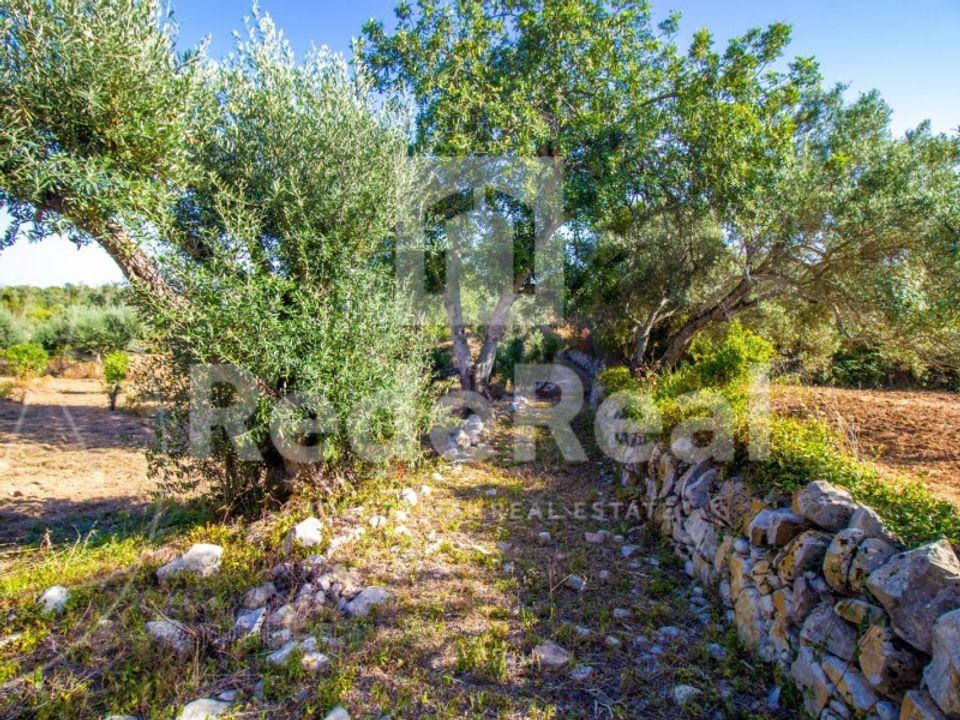 Helårsgrund i Santa Barbara de Nexe, Faro - foto 5