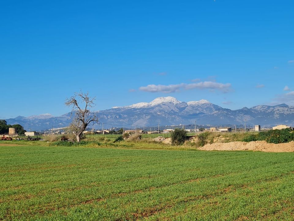 Helårsgrund i Sa Pobla, Mallorca - foto 1