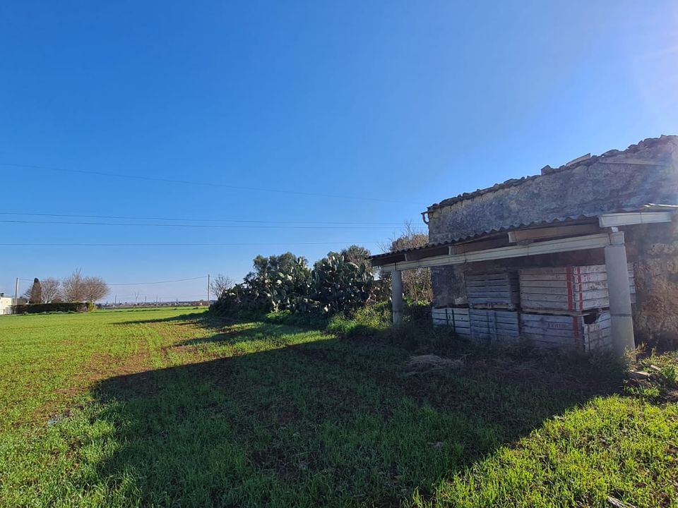Helårsgrund i Sa Pobla, Mallorca - foto 2