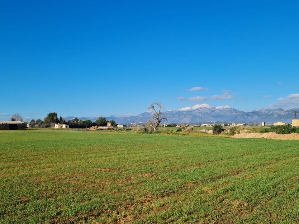 Helårsgrund i Sa Pobla, Mallorca - foto 4