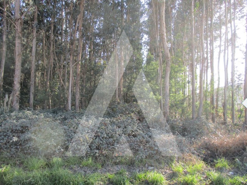 Helårsgrund i Barro, Aveiro - foto 2