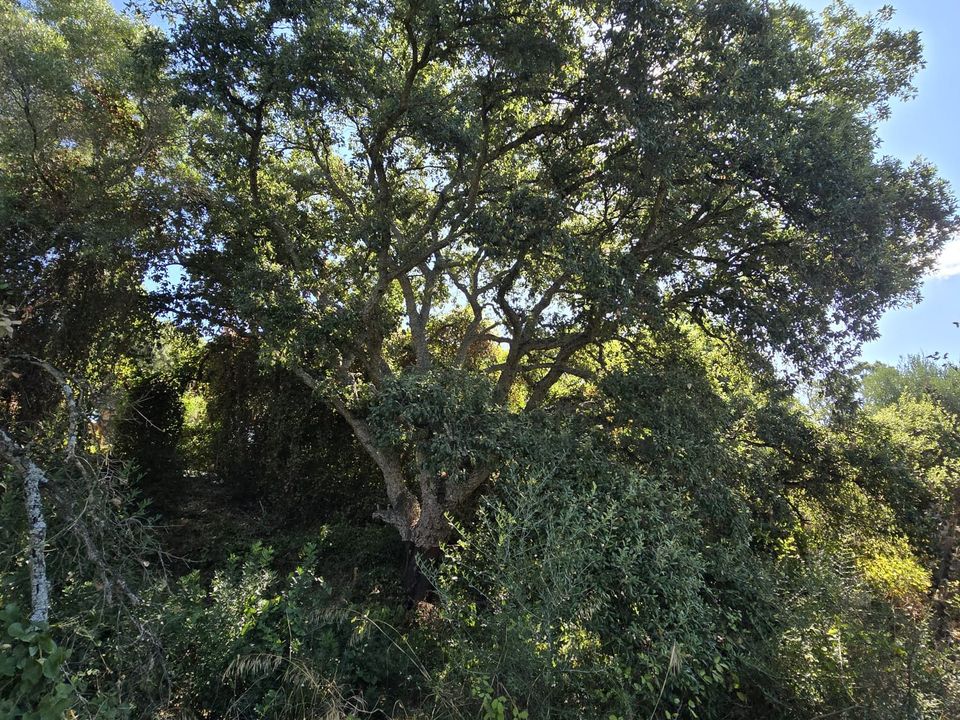 Helårsgrund i Sotogrande, Cadiz - foto 1