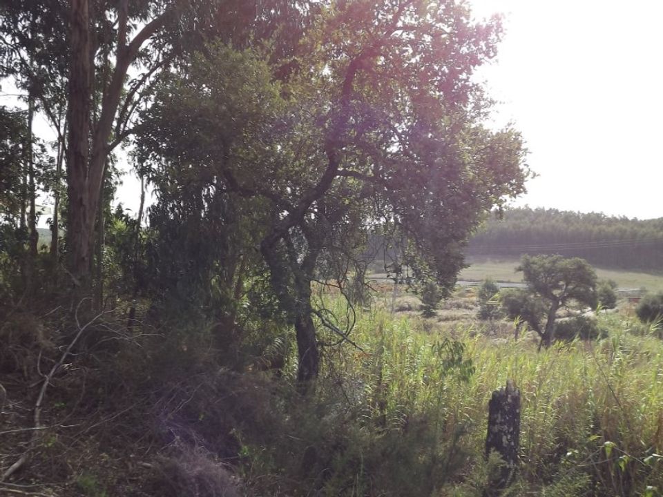 Helårsgrund i Rio Maior, Santarem - foto 4