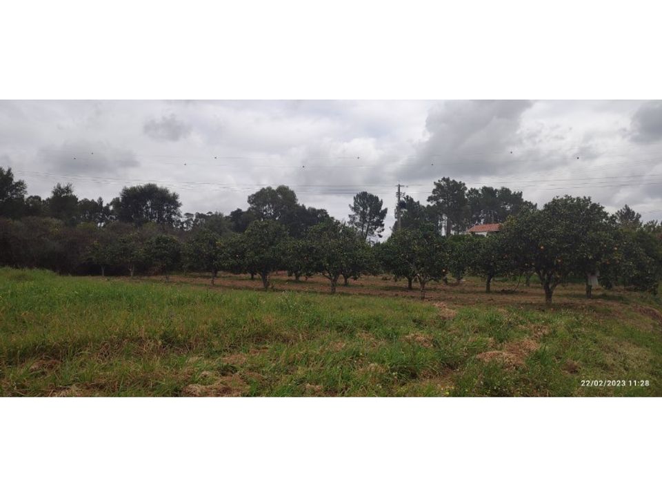 Farm i Torres Novas, Santarem - foto 3