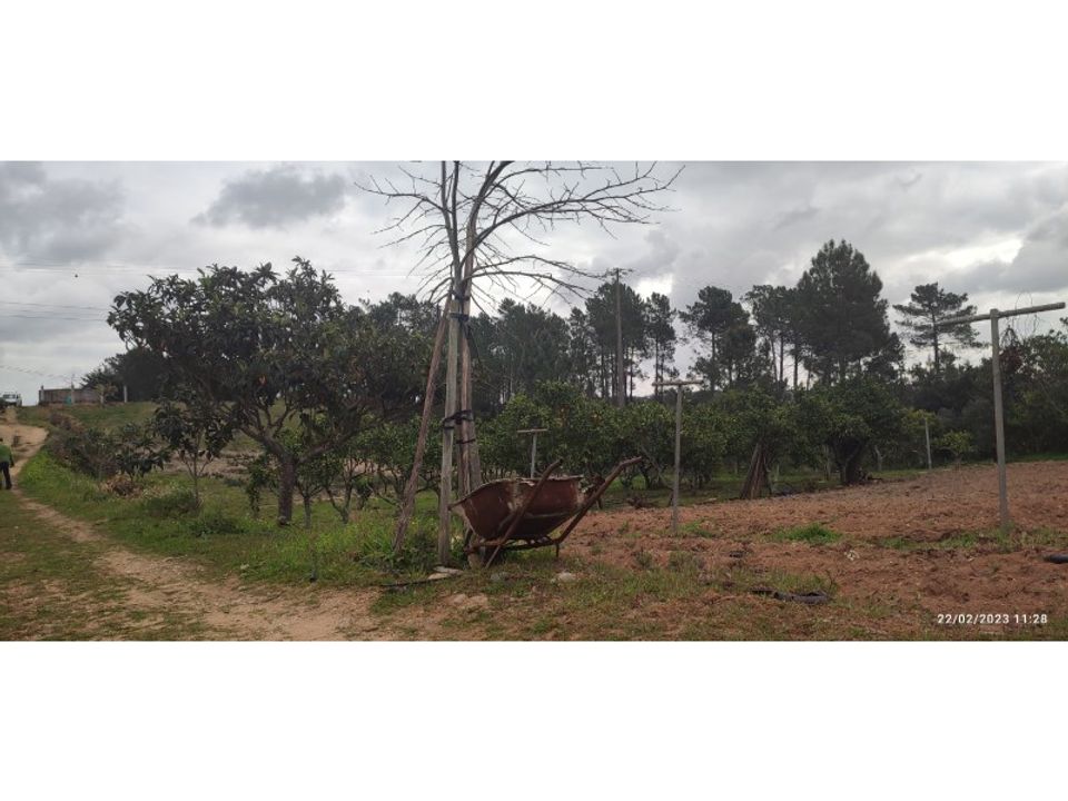 Farm i Torres Novas, Santarem - foto 5