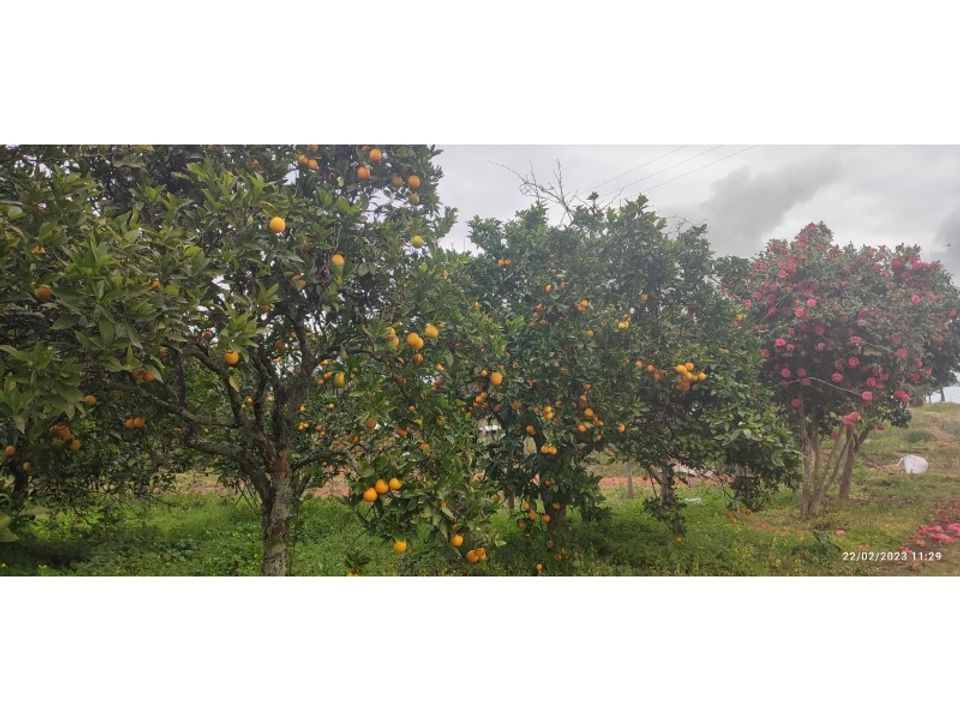 Farm i Torres Novas, Santarem - foto 1