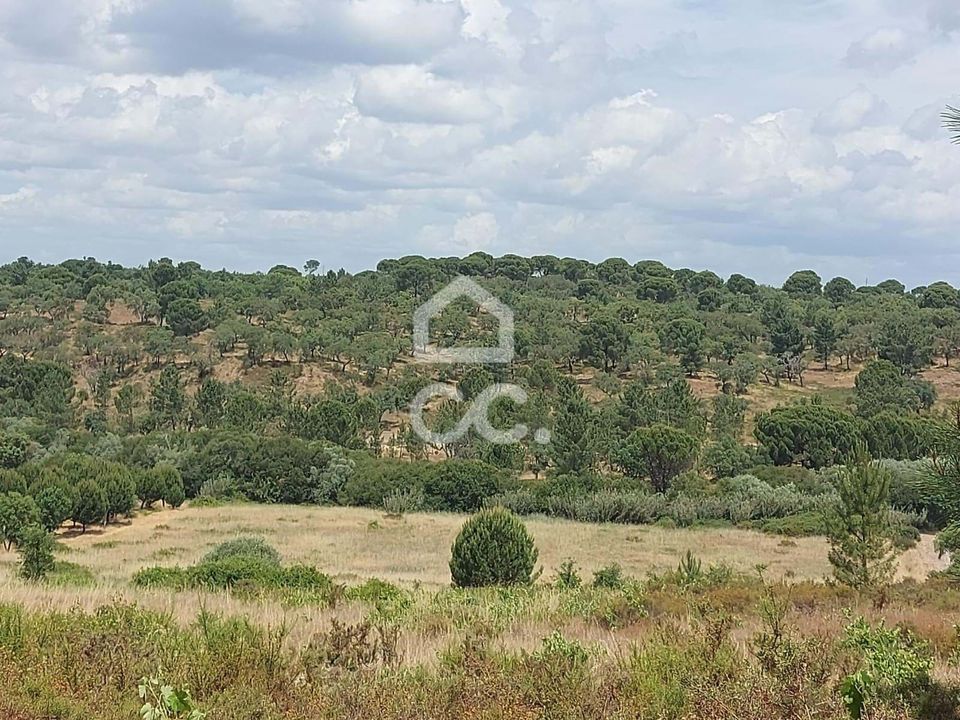 Terra a Mora, Evora - foto 4