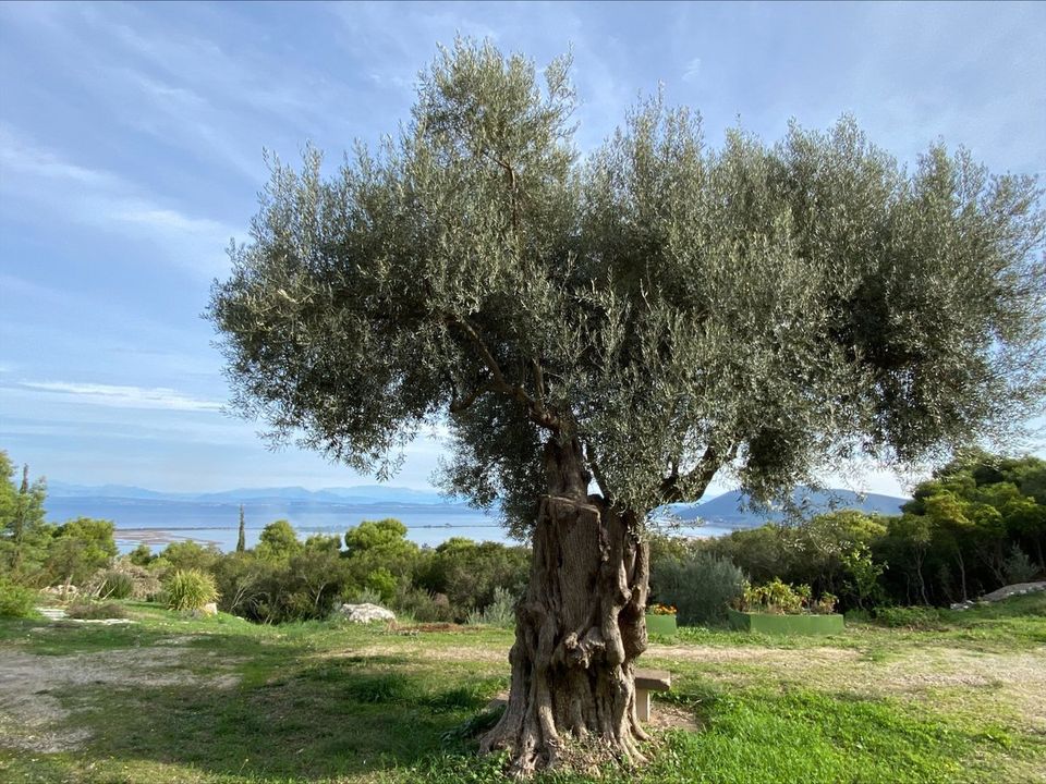 Helårsgrund i Pratdip, Tarragona - foto 1