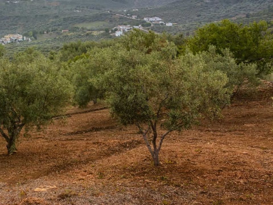 Helårsgrund i Pratdip, Tarragona - foto 3