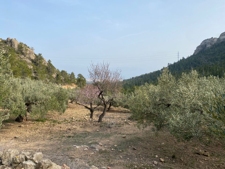 Helårsgrund i Pratdip, Tarragona - foto 4