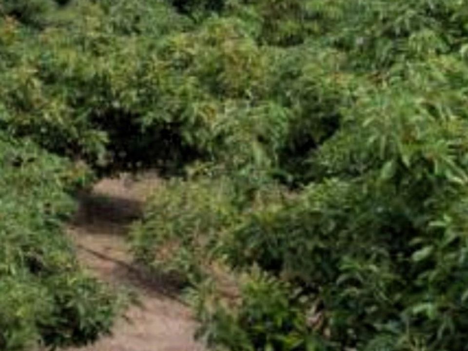 Finca i Motril, Granada - foto 3