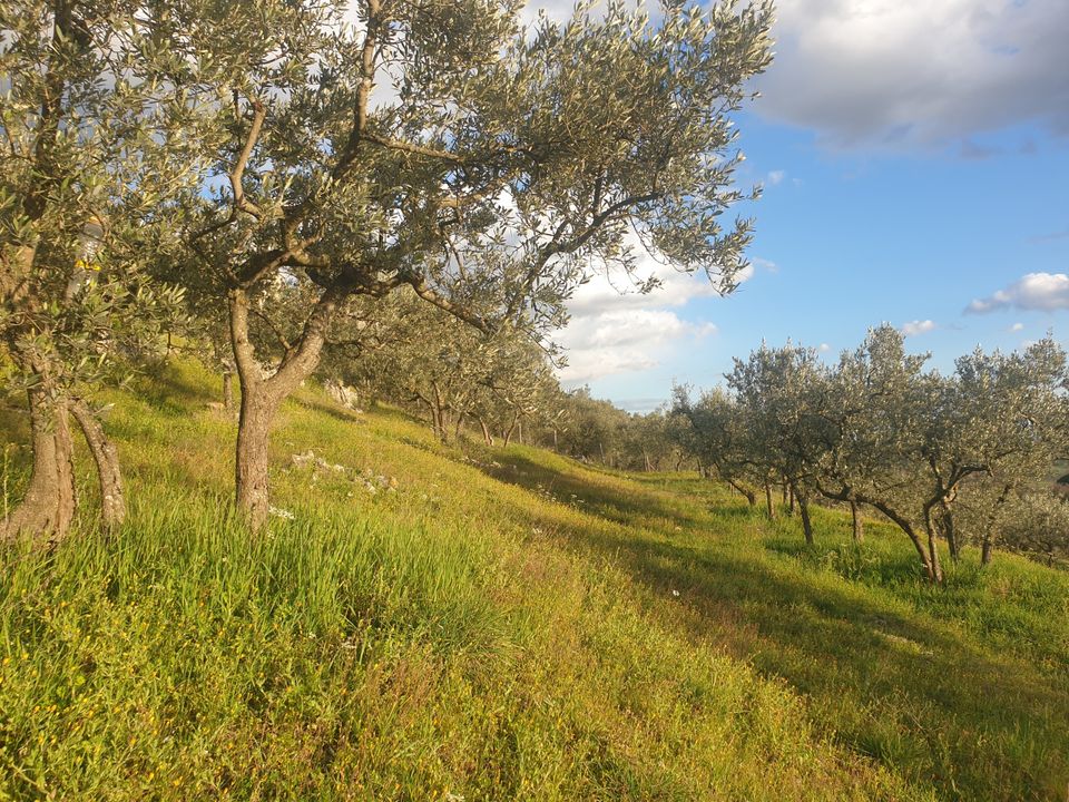 Erhvervsejendom i Lugnano in Teverina, Terni - foto 4